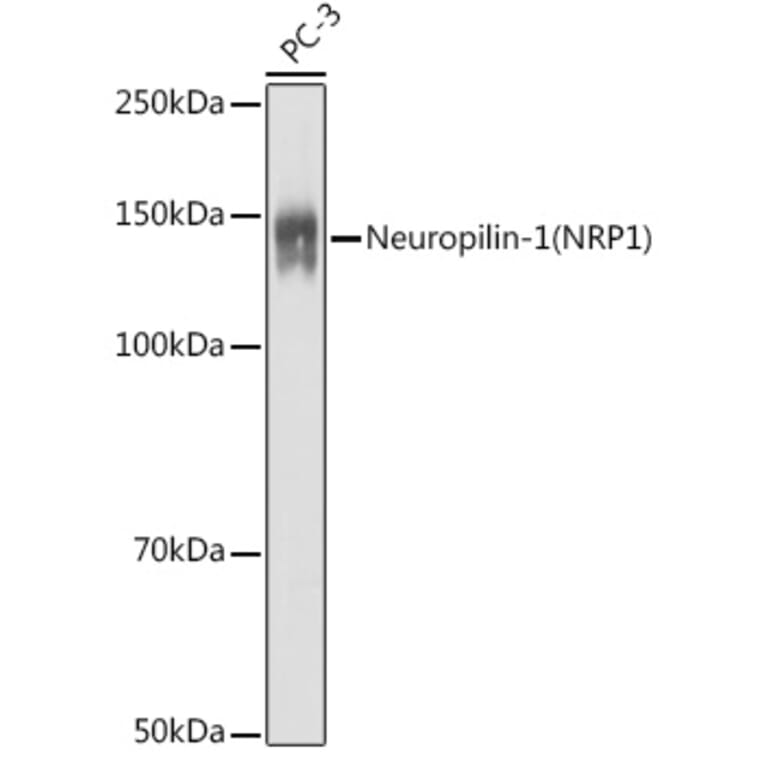 Western Blot - Anti-Neuropilin 1 Antibody (A87754) - Antibodies.com