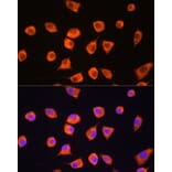 Immunofluorescence - Anti-SCYL2 Antibody (A87756) - Antibodies.com