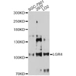 Western Blot - Anti-LGR4 Antibody (A12658) - Antibodies.com