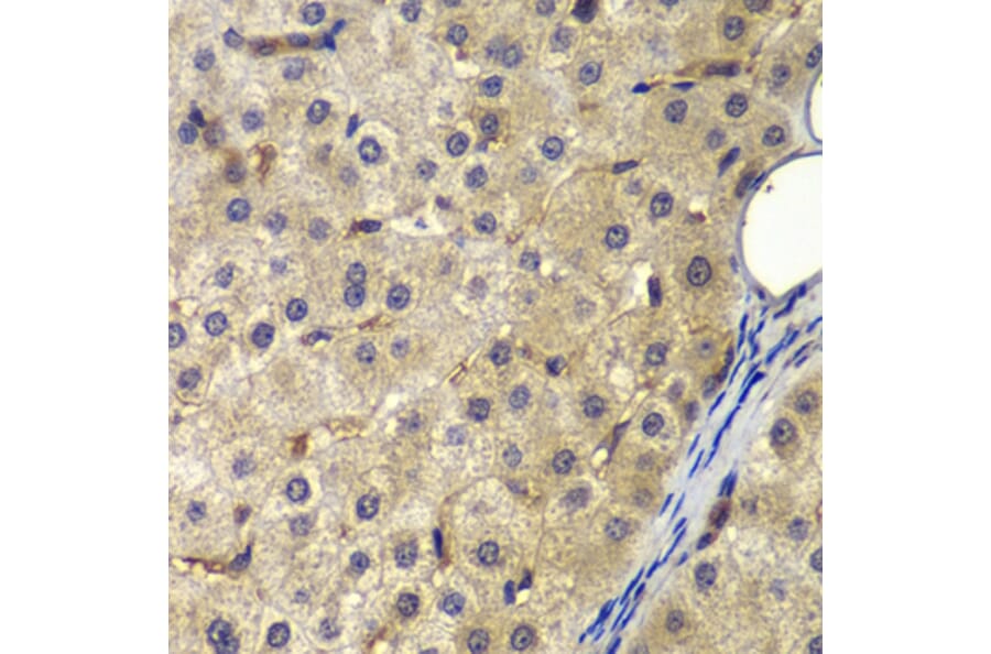 Immunohistochemistry - Anti-AP2A2 Antibody (A13274) - Antibodies.com