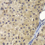Immunohistochemistry - Anti-AP2A2 Antibody (A13274) - Antibodies.com