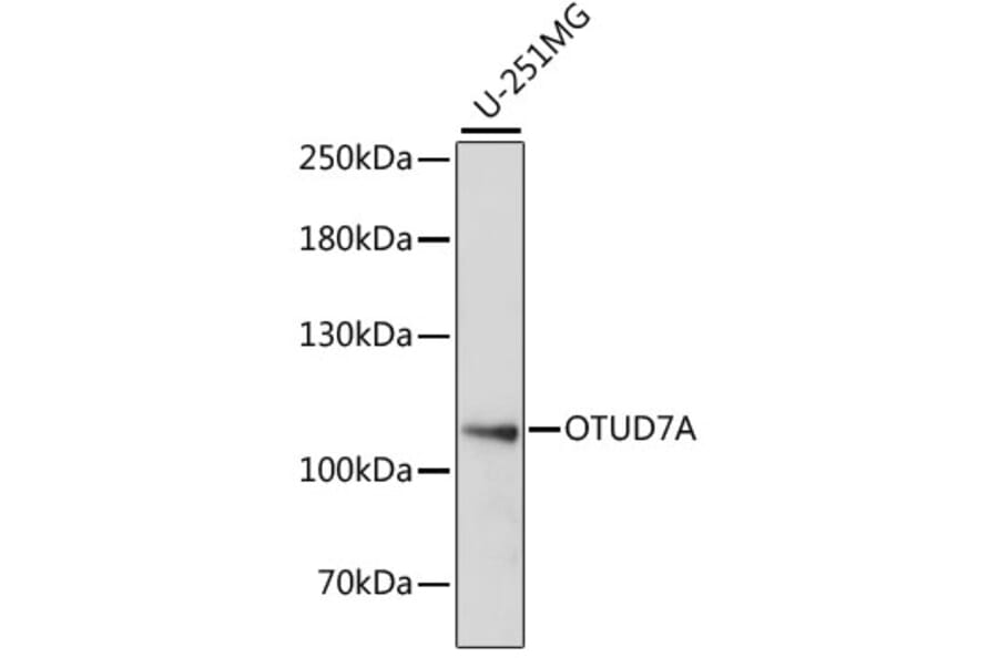 Western Blot - Anti-OTUD7A Antibody (A87762) - Antibodies.com