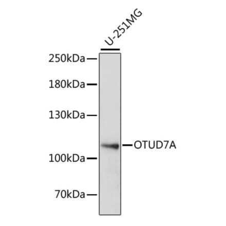 Western Blot - Anti-OTUD7A Antibody (A87762) - Antibodies.com