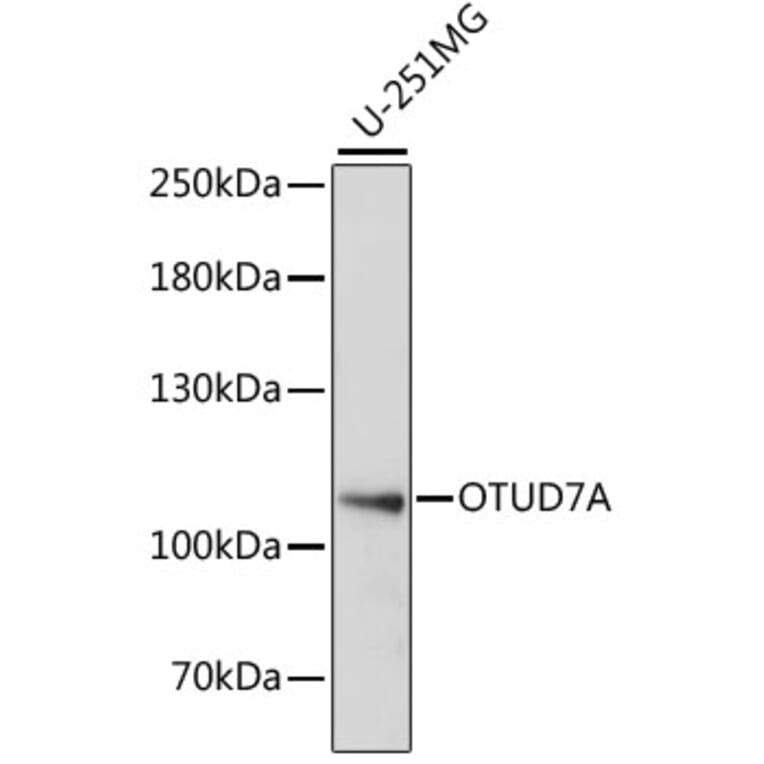Western Blot - Anti-OTUD7A Antibody (A87762) - Antibodies.com