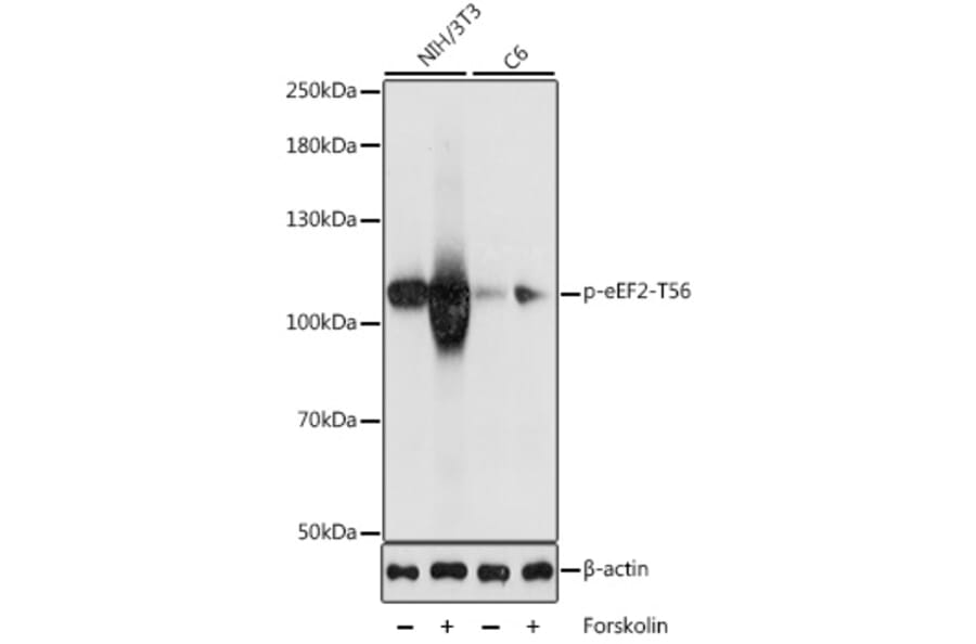 Western Blot - Anti-EEF2/Elongation factor 2 (phospho Thr56) Antibody (A87765) - Antibodies.com