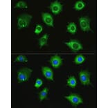 Immunofluorescence - Anti-ZAK Antibody (A87767) - Antibodies.com