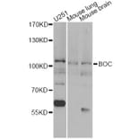 Western Blot - Anti-BOC Antibody (A13446) - Antibodies.com