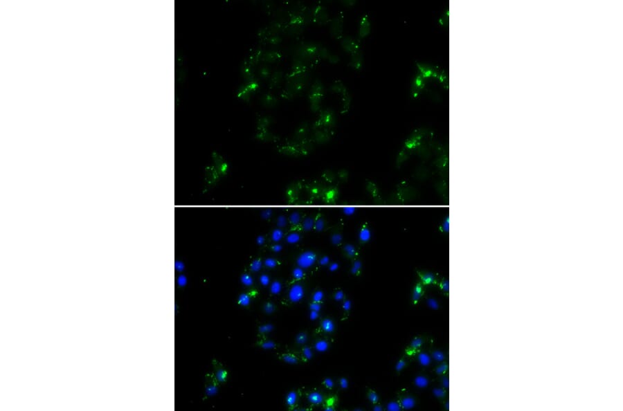 Immunofluorescence - Anti-BOC Antibody (A13446) - Antibodies.com
