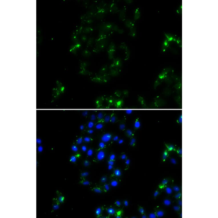 Immunofluorescence - Anti-BOC Antibody (A13446) - Antibodies.com