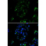 Immunofluorescence - Anti-BOC Antibody (A13446) - Antibodies.com