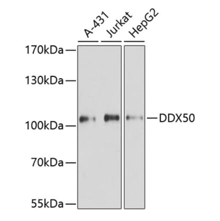Western Blot - Anti-DDX50 Antibody (A87769) - Antibodies.com