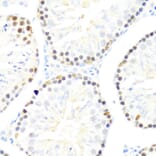 Immunohistochemistry - Anti-DDX50 Antibody (A87769) - Antibodies.com