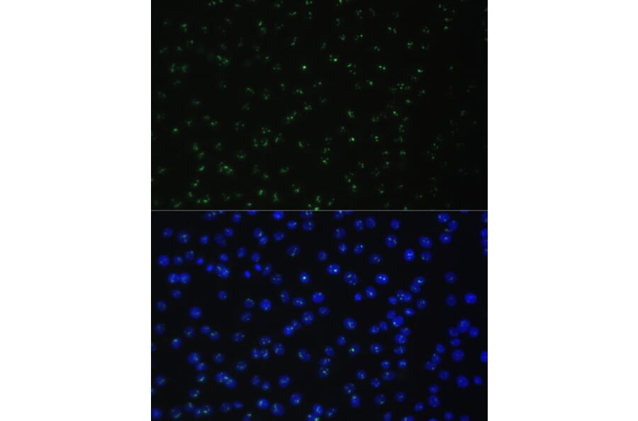 Immunofluorescence - Anti-DDX50 Antibody (A87769) - Antibodies.com