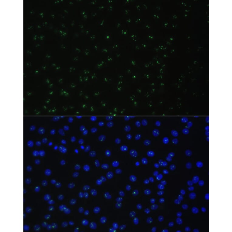 Immunofluorescence - Anti-DDX50 Antibody (A87769) - Antibodies.com