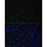 Immunofluorescence - Anti-DDX50 Antibody (A87769) - Antibodies.com
