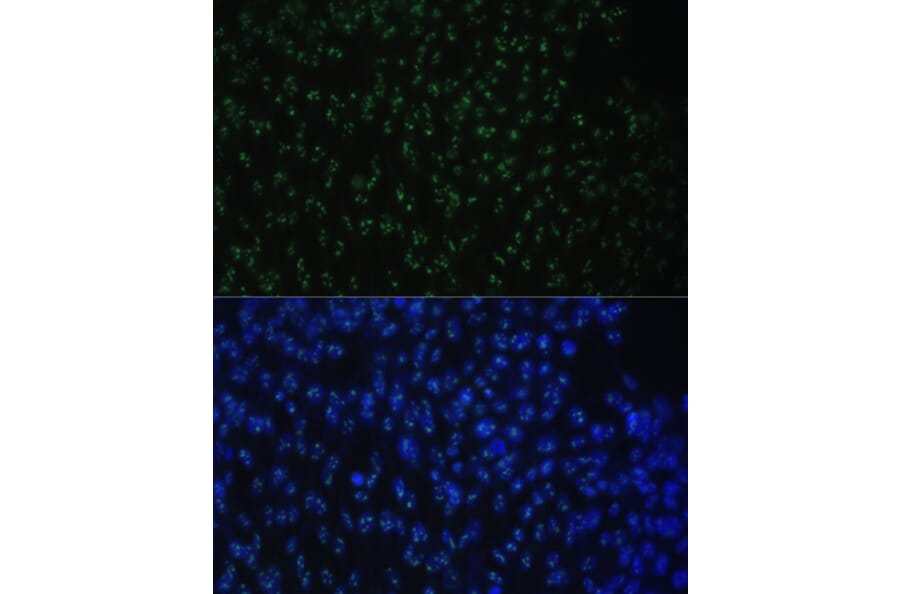 Immunofluorescence - Anti-DDX50 Antibody (A87769) - Antibodies.com