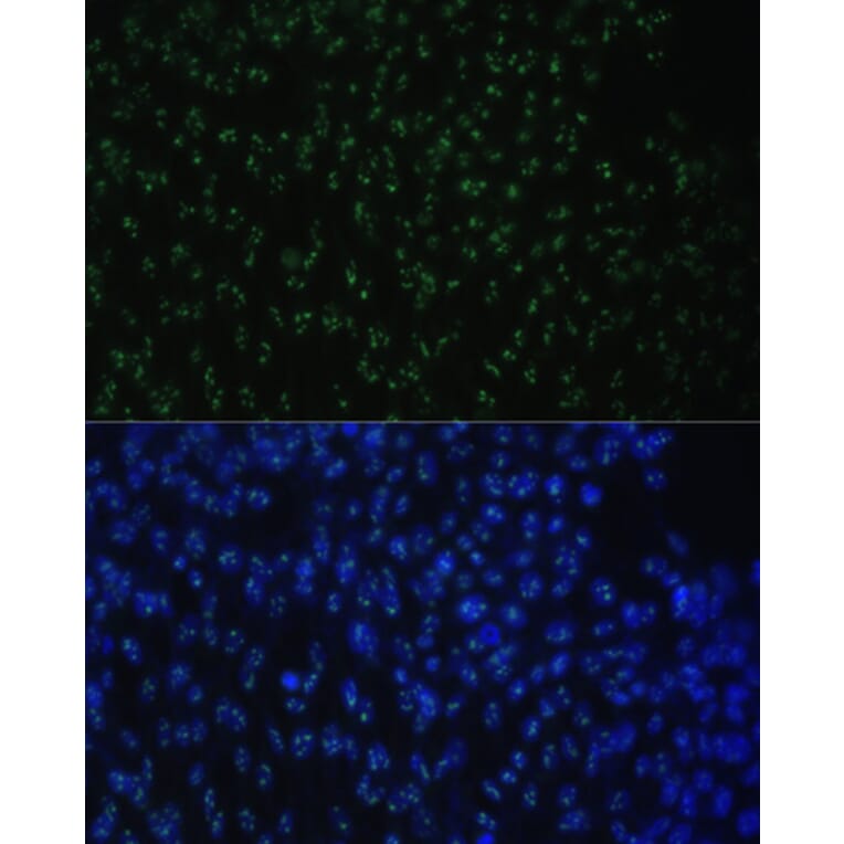 Immunofluorescence - Anti-DDX50 Antibody (A87769) - Antibodies.com