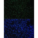 Immunofluorescence - Anti-DDX50 Antibody (A87769) - Antibodies.com