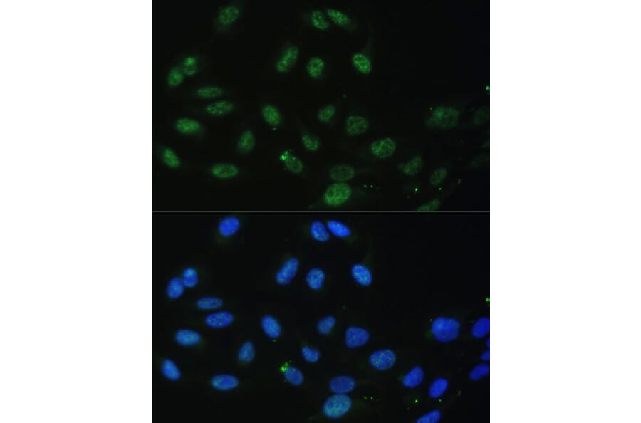 Immunofluorescence - Anti-DDX50 Antibody (A87769) - Antibodies.com