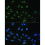 Immunofluorescence - Anti-DDX50 Antibody (A87769) - Antibodies.com