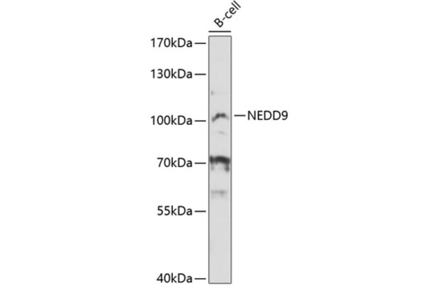 Western Blot - Anti-NEDD9 Antibody (A12010) - Antibodies.com