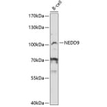 Western Blot - Anti-NEDD9 Antibody (A12010) - Antibodies.com