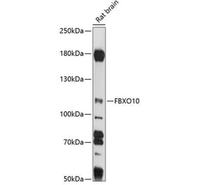 Western Blot - Anti-FBXO10 Antibody (A87771) - Antibodies.com
