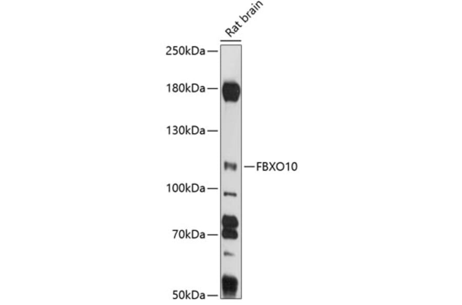 Western Blot - Anti-FBXO10 Antibody (A87771) - Antibodies.com