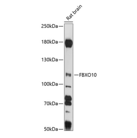 Western Blot - Anti-FBXO10 Antibody (A87771) - Antibodies.com