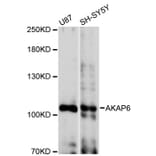 Western Blot - Anti-AKAP6 Antibody (A12798) - Antibodies.com