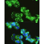 Immunofluorescence - Anti-Golgin 97 Antibody (A87775) - Antibodies.com