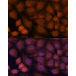 Immunofluorescence - Anti-CCDC21 Antibody (A87776) - Antibodies.com