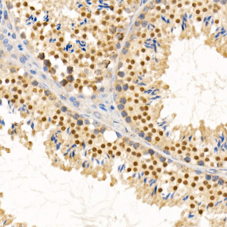 Immunohistochemistry - Anti-PIWIL4/PIWI Antibody (A87778) - Antibodies.com