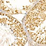 Immunohistochemistry - Anti-PIWIL4/PIWI Antibody (A87778) - Antibodies.com