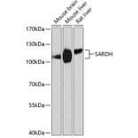Western Blot - Anti-SARDH Antibody (A87780) - Antibodies.com