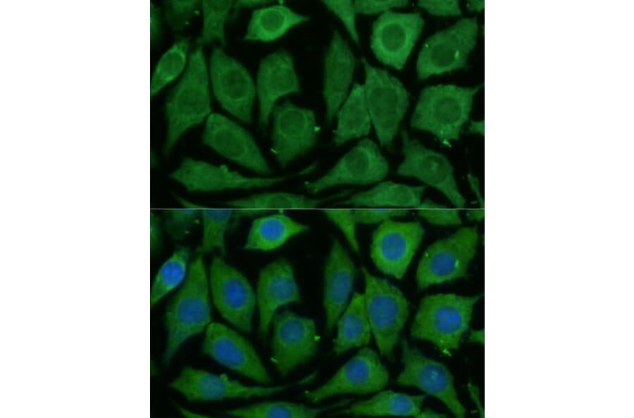 Immunofluorescence - Anti-SARDH Antibody (A87780) - Antibodies.com