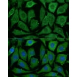 Immunofluorescence - Anti-SARDH Antibody (A87780) - Antibodies.com