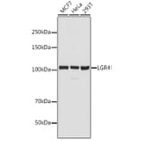 Western Blot - Anti-GPCR GPR48/LGR4 Antibody (A87781) - Antibodies.com