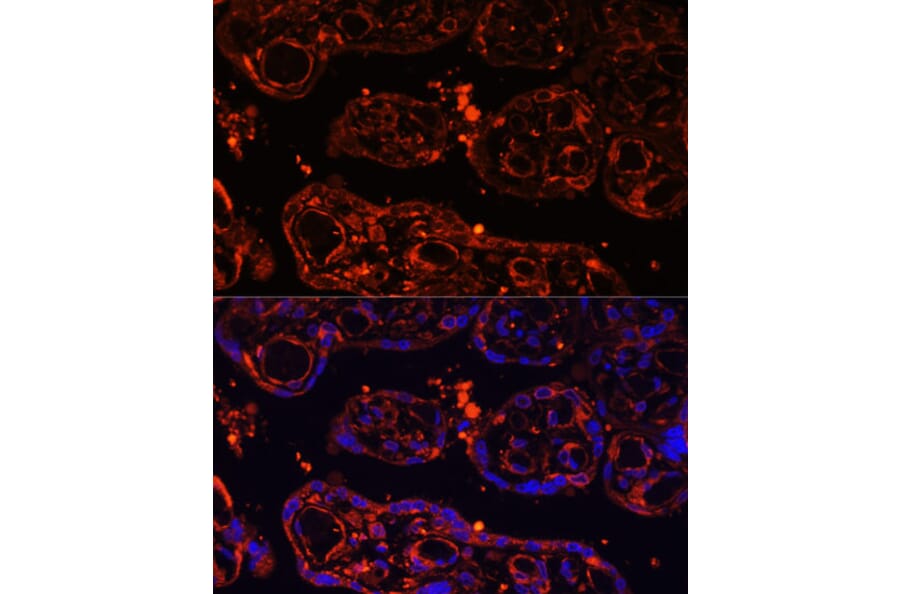 Immunofluorescence - Anti-GPCR GPR48/LGR4 Antibody (A87781) - Antibodies.com