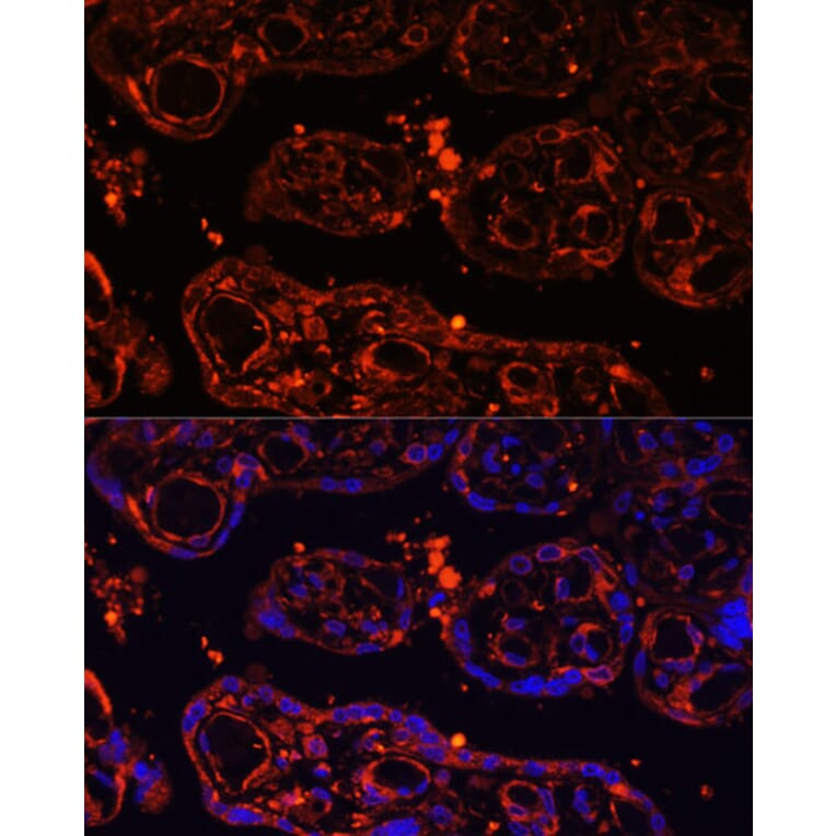 Immunofluorescence - Anti-GPCR GPR48/LGR4 Antibody (A87781) - Antibodies.com