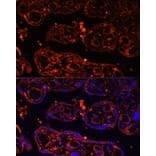 Immunofluorescence - Anti-GPCR GPR48/LGR4 Antibody (A87781) - Antibodies.com