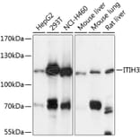 Western Blot - Anti-ITIH3 Antibody (A87782) - Antibodies.com