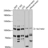 Western Blot - Anti-SLC14A2 Antibody (A87784) - Antibodies.com