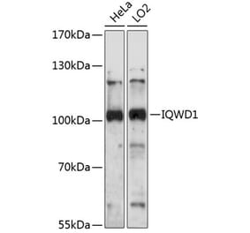 Western Blot - Anti-NRIP Antibody (A87785) - Antibodies.com