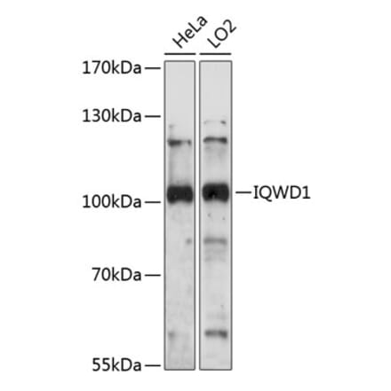 Western Blot - Anti-NRIP Antibody (A87785) - Antibodies.com