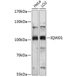 Western Blot - Anti-NRIP Antibody (A87785) - Antibodies.com