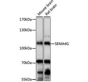 Western Blot - Anti-SEMA4G Antibody (A87786) - Antibodies.com