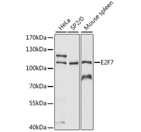 Western Blot - Anti-E2F7 Antibody (A87787) - Antibodies.com