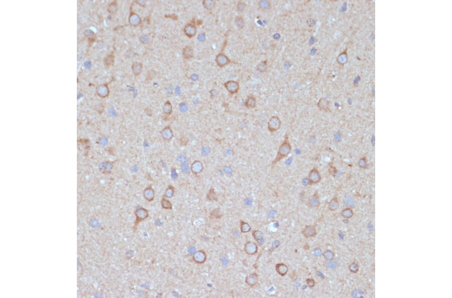 Immunohistochemistry - Anti-COPG2 Antibody (A87788) - Antibodies.com