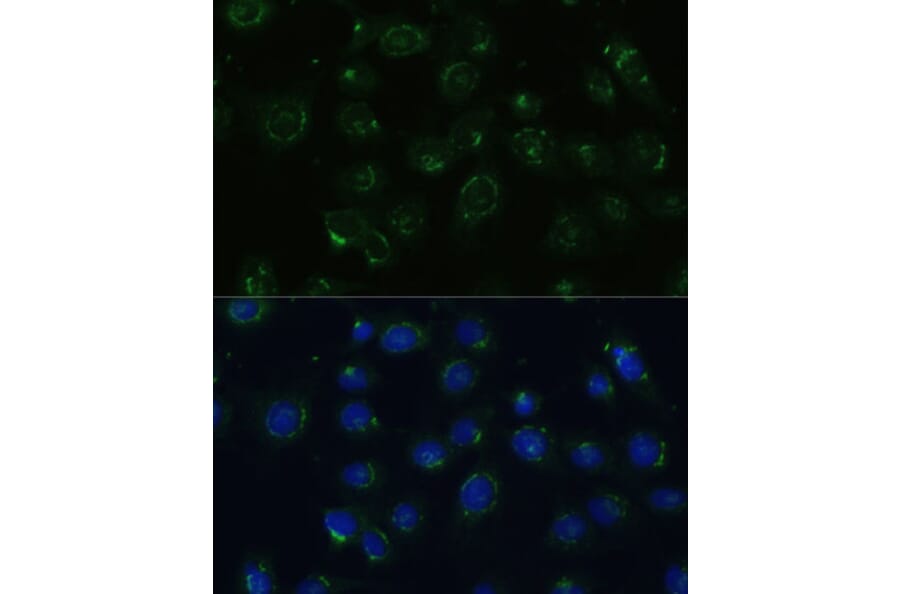 Immunofluorescence - Anti-COPG2 Antibody (A87788) - Antibodies.com